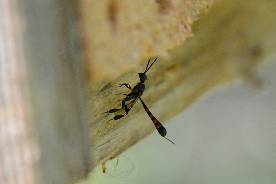 Sphecidae ?  No, Gasteruptiidae: Gasteruption sp.